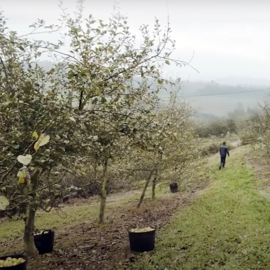 Campo de manzanos de Xana Cider Manzanos Xana Cider